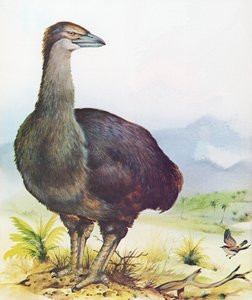 Olifantsvogel van Madagaskar